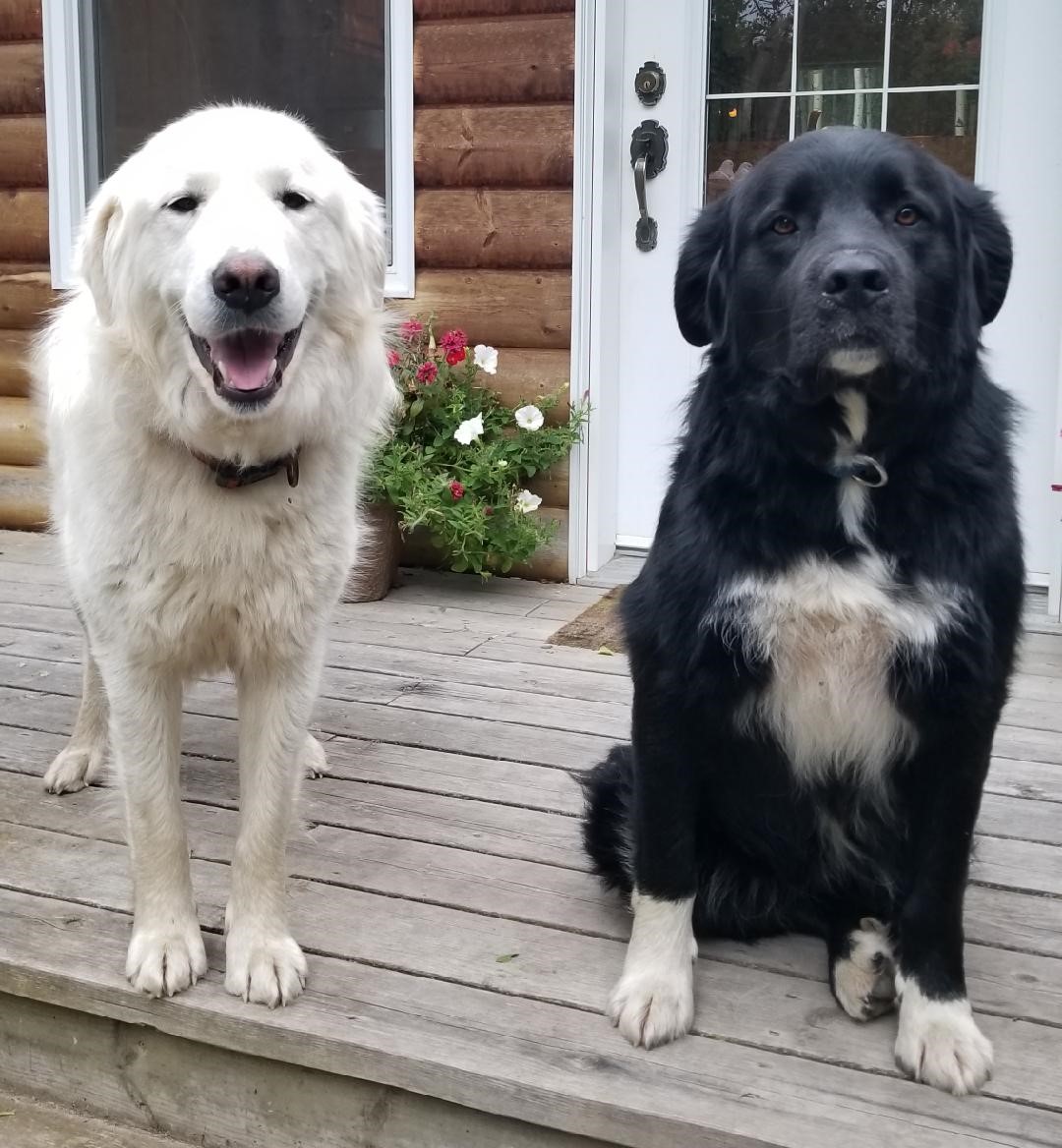 Molly and Bandit